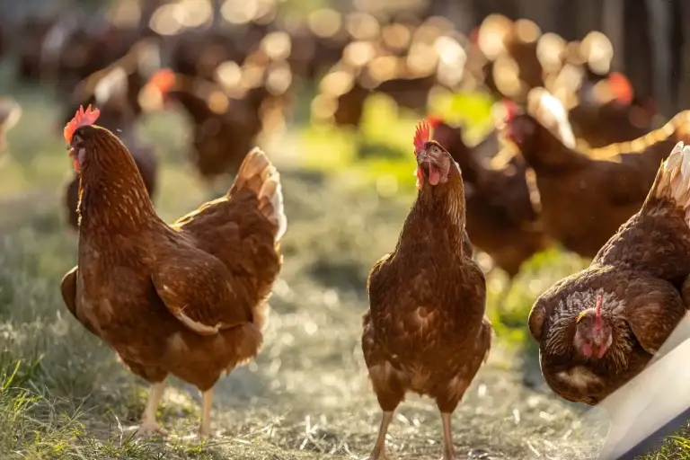 Korin Alimentos alcança 2º lugar em Market Share de Frangos Orgânicos e Bem-Estar
