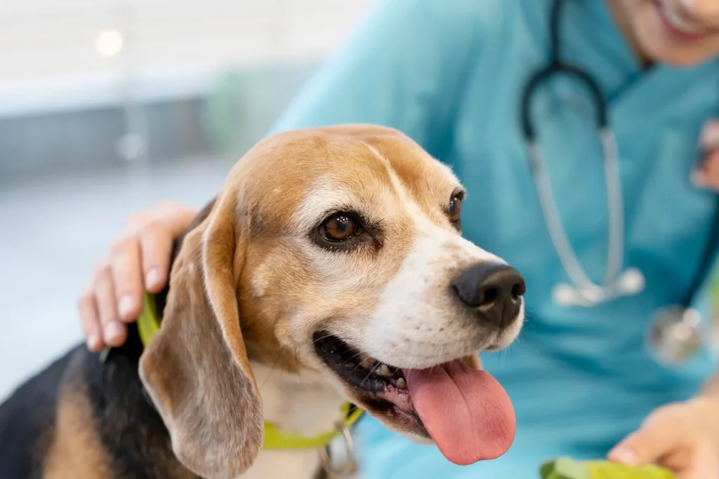 Os desafios com a pele dos animais de estimação