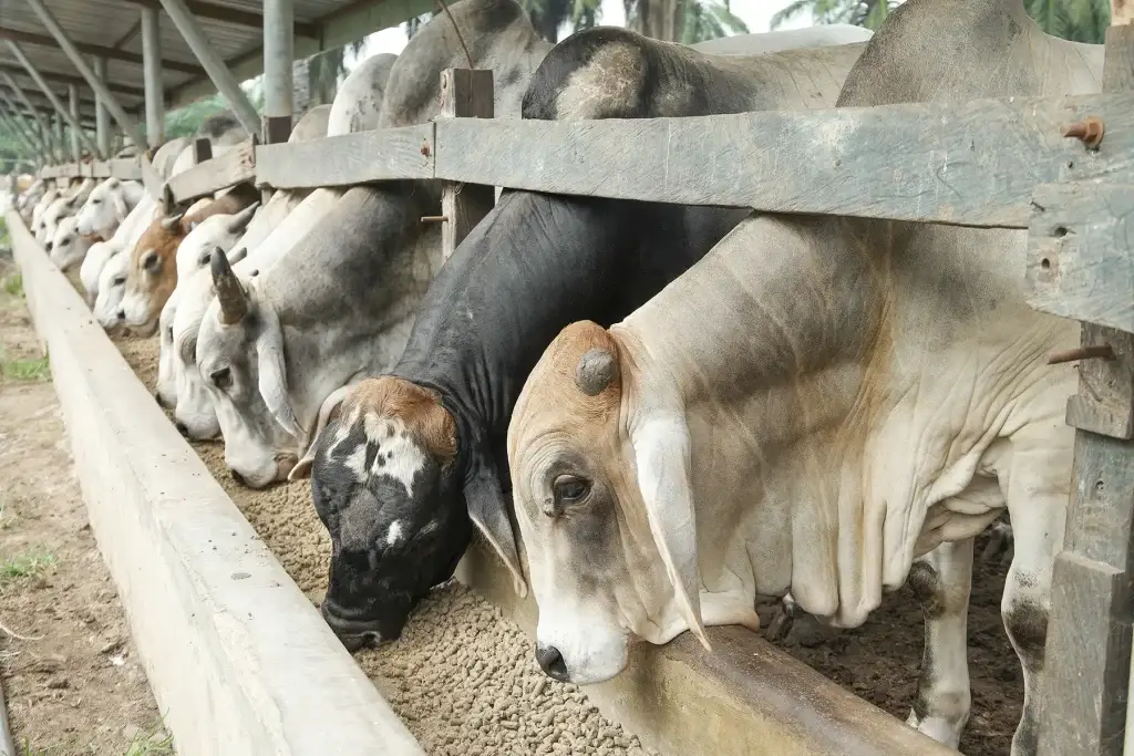 Pneumonia é vilã do bem-estar dos bovinos nos períodos de baixa temperatura