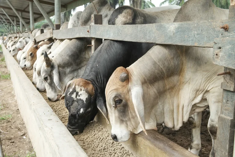 Pneumonia é vilã do bem-estar dos bovinos nos períodos de baixa temperatura