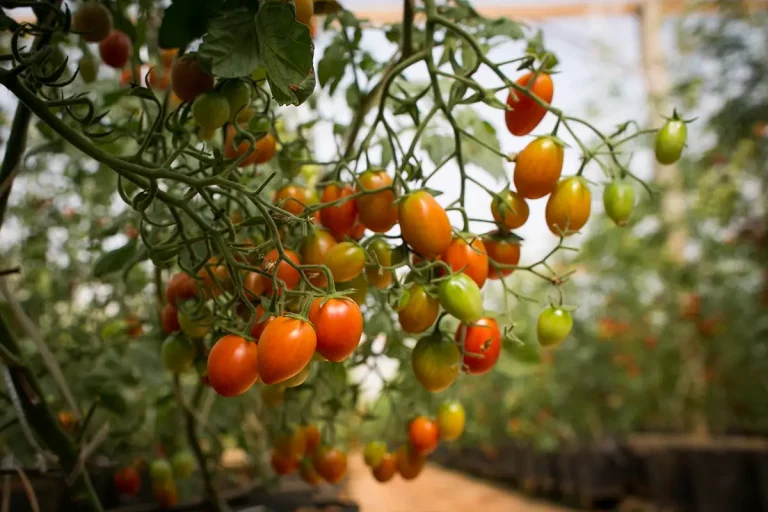 Pragas e doenças comprometem a produção de tomates e exigem controle biológico eficaz